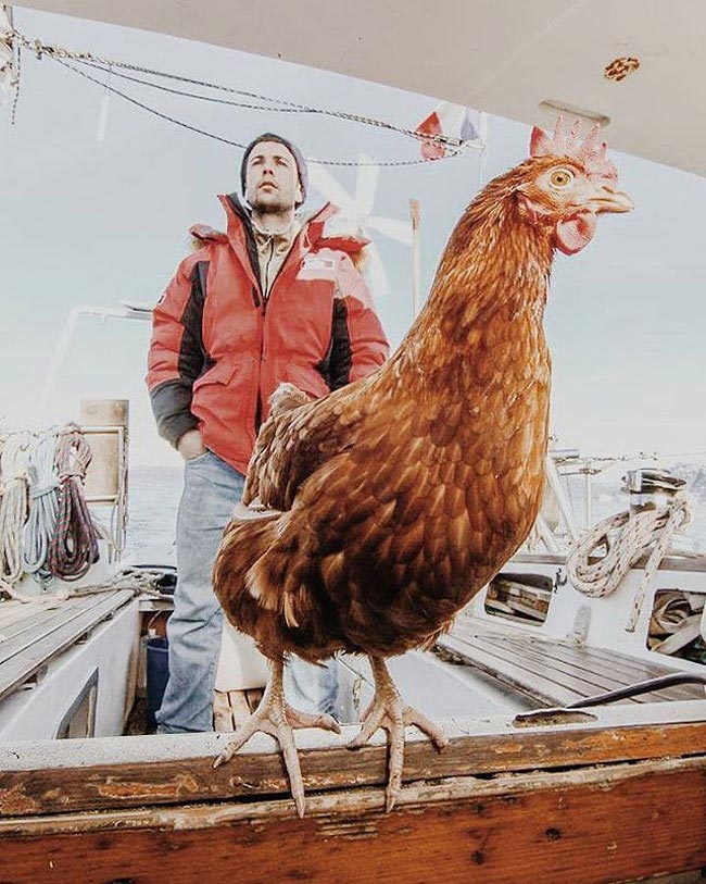 Захватывающее приключение француза и его курицы, путешествующих по всему миру на яхте путешествие с курицей, Гирек Судэ, Guirec Soudée, взял в плавание курицу