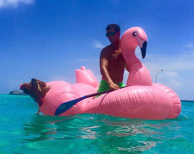 Захватывающее приключение француза и его курицы, путешествующих по всему миру на яхте путешествие с курицей, Гирек Судэ, Guirec Soudée, взял в плавание курицу