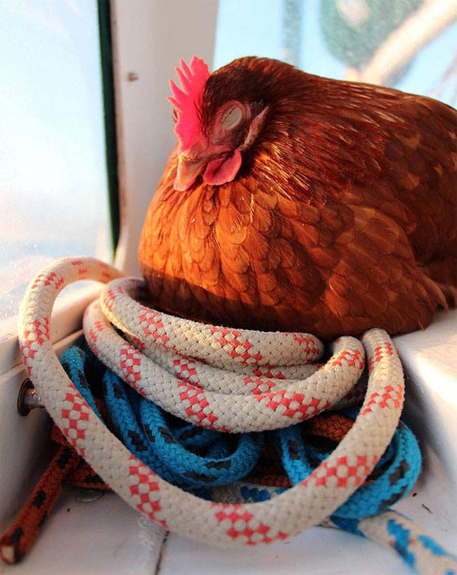 Захватывающее приключение француза и его курицы, путешествующих по всему миру на яхте путешествие с курицей, Гирек Судэ, Guirec Soudée, взял в плавание курицу