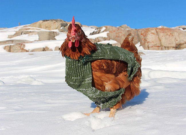 Захватывающее приключение француза и его курицы, путешествующих по всему миру на яхте путешествие с курицей, Гирек Судэ, Guirec Soudée, взял в плавание курицу