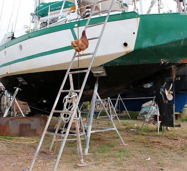 Захватывающее приключение француза и его курицы, путешествующих по всему миру на яхте путешествие с курицей, Гирек Судэ, Guirec Soudée, взял в плавание курицу