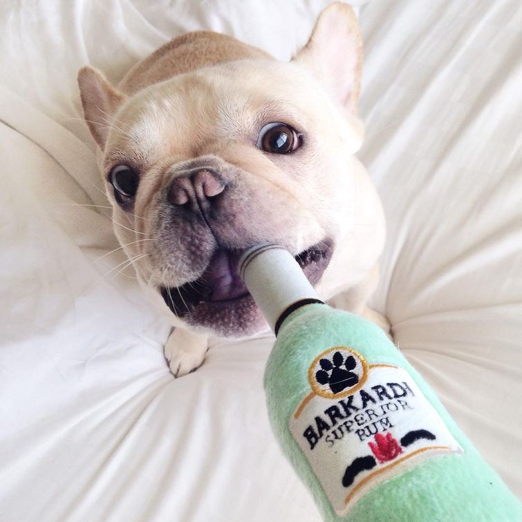 Майло — щенок, страдающий нарколепсией, который был создан для того, чтобы им умилялись французский бульдог Майло, французский бульдог с нарколепсией