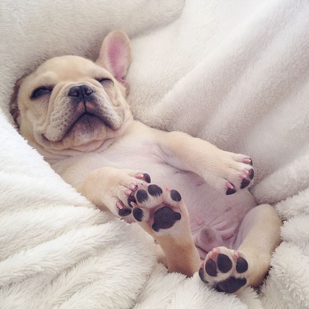 Майло — щенок, страдающий нарколепсией, который был создан для того, чтобы им умилялись французский бульдог Майло, французский бульдог с нарколепсией