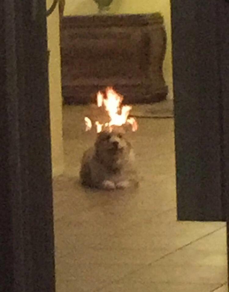 Смешные собаки, которые просто хотят, чтобы всё снова стало нормально Смешные собаки, собаки хотят всё было нормально