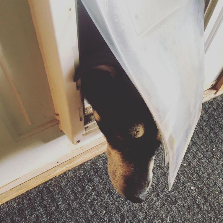 Смешные собаки, которые просто хотят, чтобы всё снова стало нормально Смешные собаки, собаки хотят всё было нормально