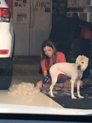 Смешные собаки, собаки хотят всё было нормально