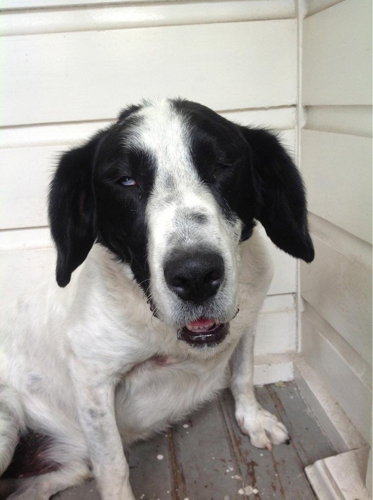 Смешные собаки, которые просто хотят, чтобы всё снова стало нормально Смешные собаки, собаки хотят всё было нормально