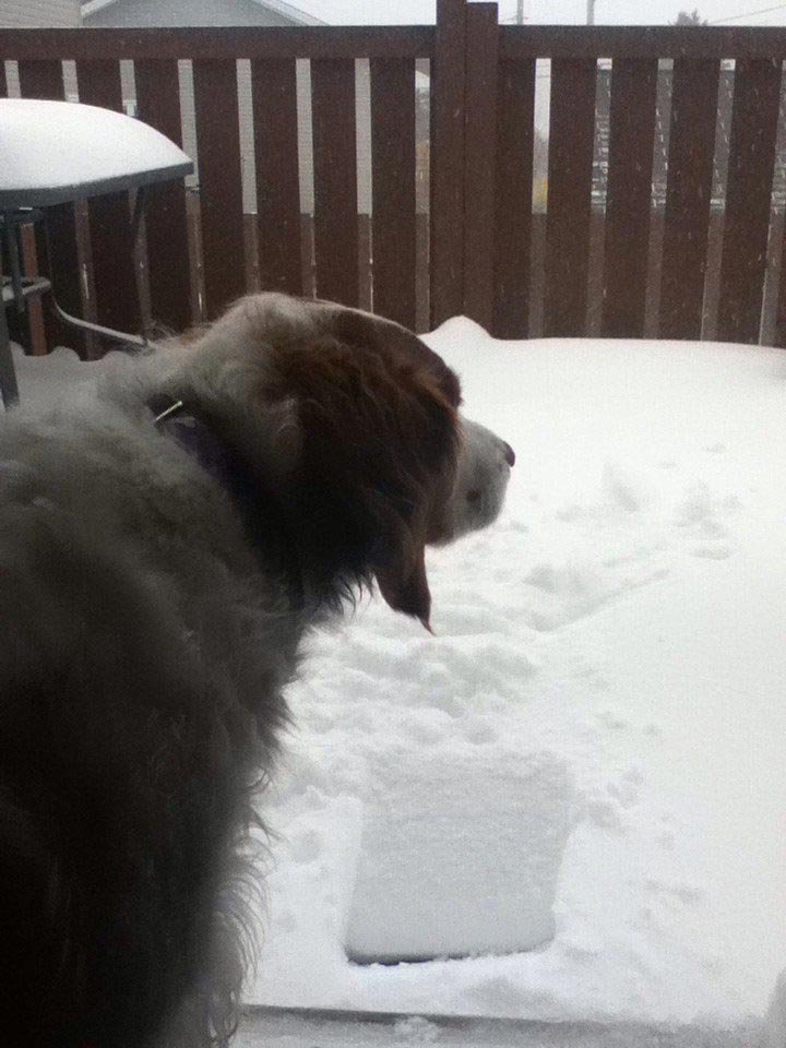 Смешные собаки, которые просто хотят, чтобы всё снова стало нормально Смешные собаки, собаки хотят всё было нормально