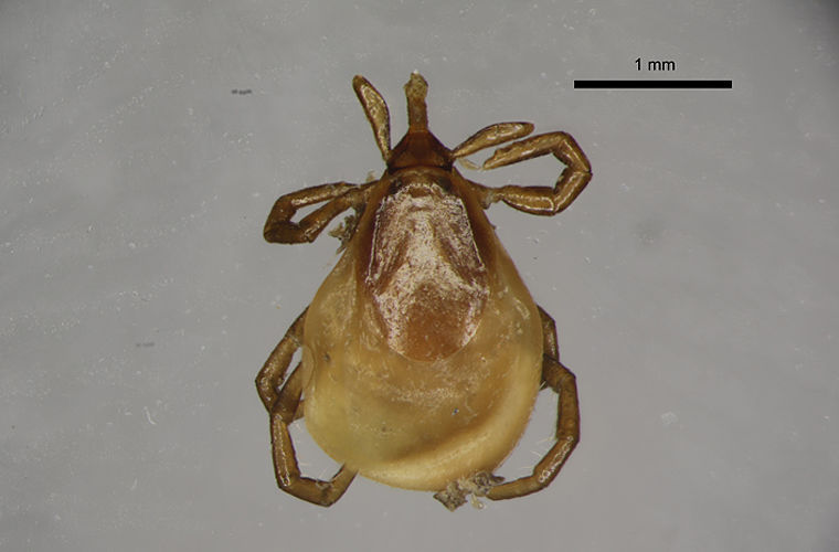 Ceксуaльные привычки животных, необычные брачные игры животных