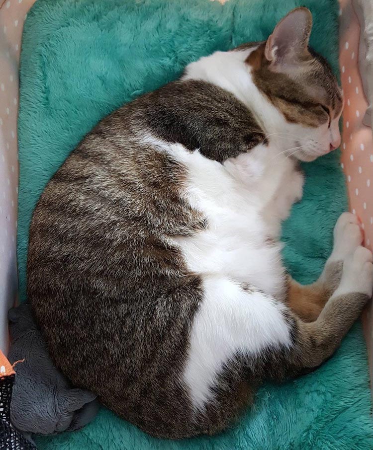 Эйбл — спасённый кот без передних лап, который научился ходить и бегать на задних кот Эйбл, кот без передних лап, кот без передних лап научился ходить на задних