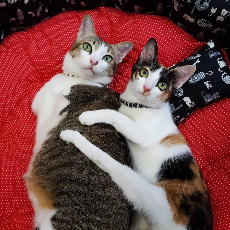 Эйбл — спасённый кот без передних лап, который научился ходить и бегать на задних кот Эйбл, кот без передних лап, кот без передних лап научился ходить на задних