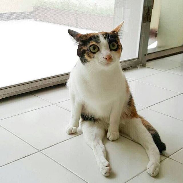 Эйбл — спасённый кот без передних лап, который научился ходить и бегать на задних кот Эйбл, кот без передних лап, кот без передних лап научился ходить на задних