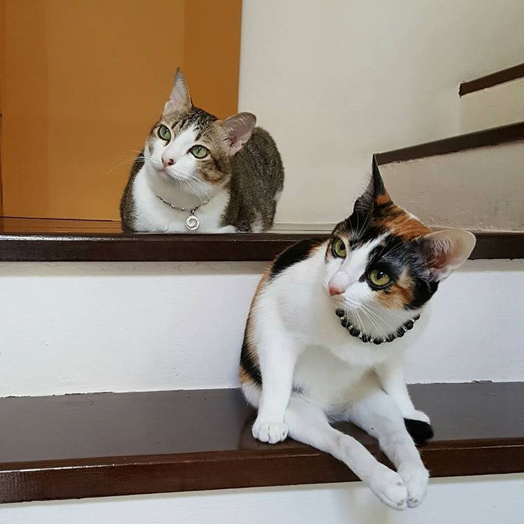 Эйбл — спасённый кот без передних лап, который научился ходить и бегать на задних кот Эйбл, кот без передних лап, кот без передних лап научился ходить на задних