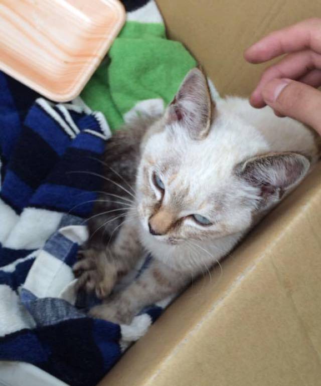 бродячий котёнок нашёл своего человека в парке, Кавасаки Хина