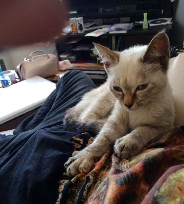 бродячий котёнок нашёл своего человека в парке, Кавасаки Хина