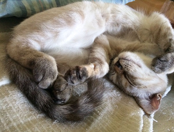 бродячий котёнок нашёл своего человека в парке, Кавасаки Хина