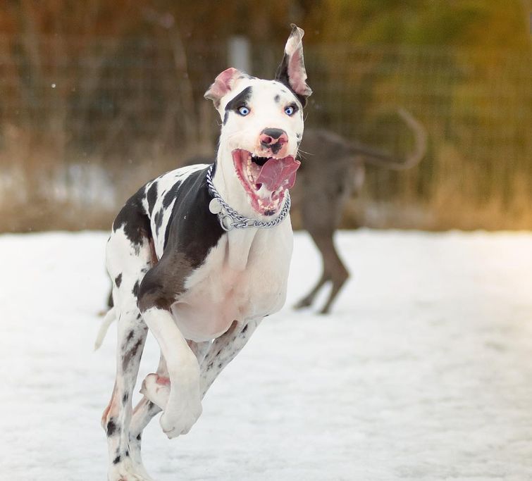 собака Мутка, собака с резиновым лицом