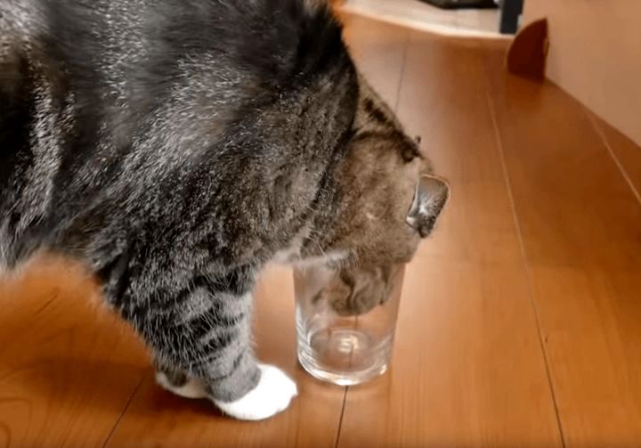 Лёгкий способ определить правша или левша ваша кошка как узнать правша или левша кот, способ узнать правша или левша кошка