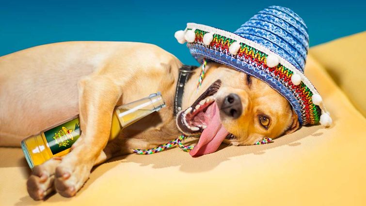 влияние алкоголя на организм, что происходит с организмом из-за алкоголя