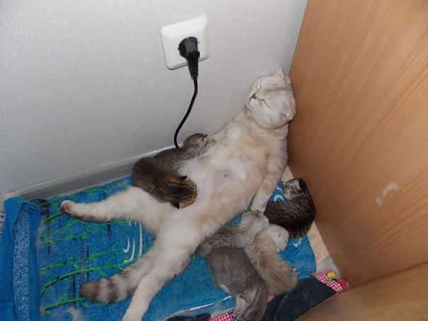 животные показывающие что значит быть мамой, животные мамы