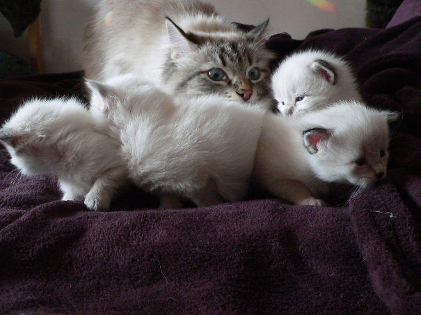 животные показывающие что значит быть мамой, животные мамы