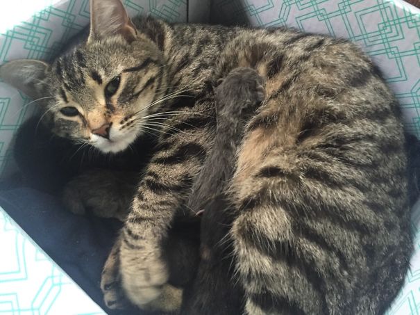 животные показывающие что значит быть мамой, животные мамы