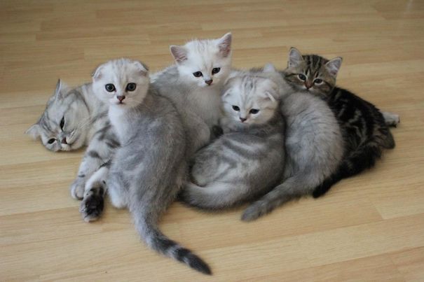 животные показывающие что значит быть мамой, животные мамы