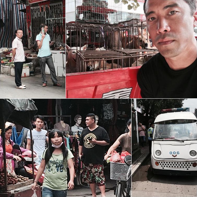 спасение собак с фестиваля собачьего мяса, фестиваль собачьего мяса в Китае, Марк Чинг, Marc Ching