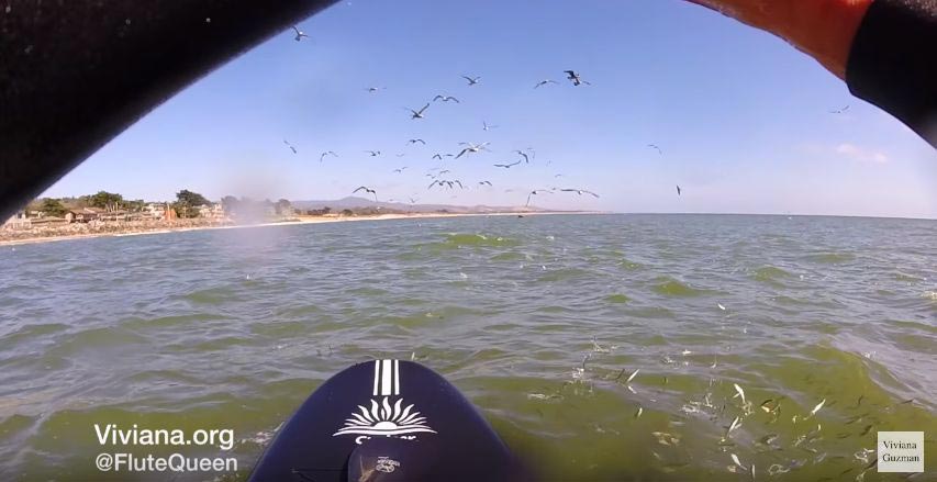 кит выпрыгнул рядом с сёрфингисткой, девушка играла на флейте на доске для сёрфинга выпрыгнул кит