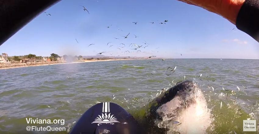 кит выпрыгнул рядом с сёрфингисткой, девушка играла на флейте на доске для сёрфинга выпрыгнул кит