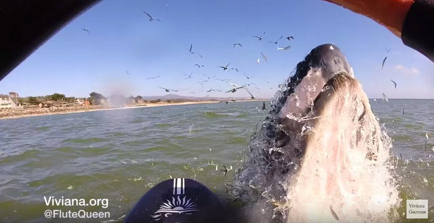 кит выпрыгнул рядом с сёрфингисткой, девушка играла на флейте на доске для сёрфинга выпрыгнул кит