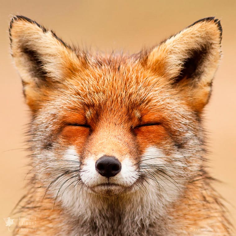 Лики лис, Розелин Раимонд, Roeselien Raimond, Faces of Foxes