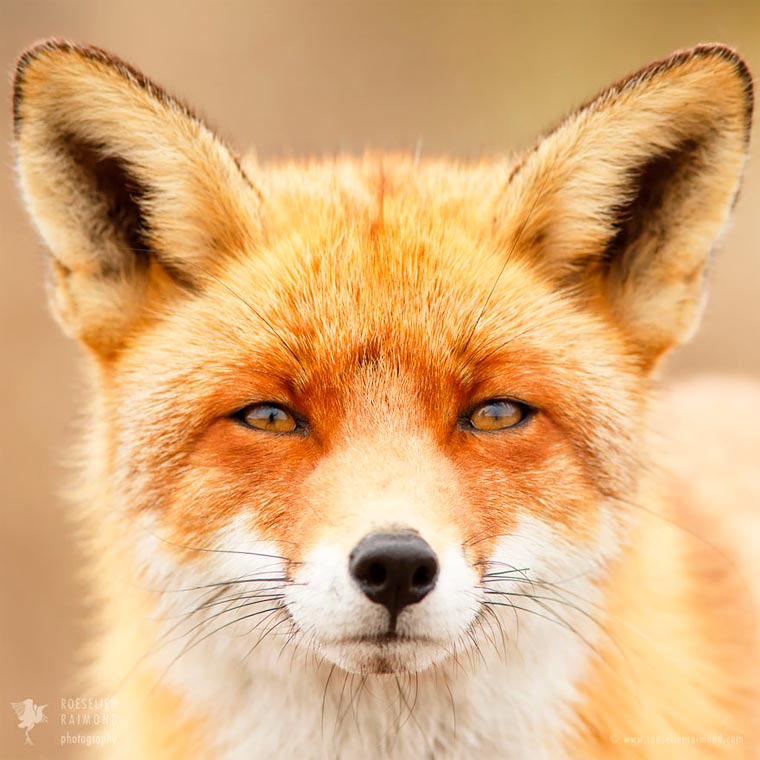 Лики лис, Розелин Раимонд, Roeselien Raimond, Faces of Foxes
