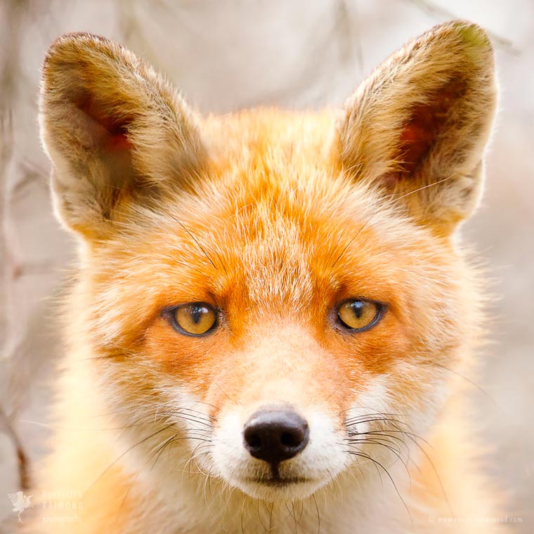 Лики лис, Розелин Раимонд, Roeselien Raimond, Faces of Foxes