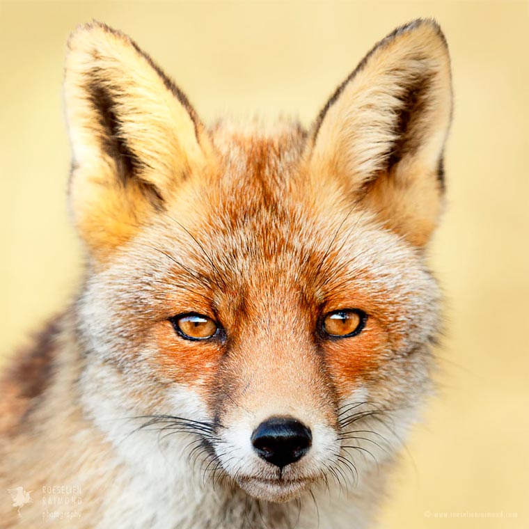 Лики лис, Розелин Раимонд, Roeselien Raimond, Faces of Foxes