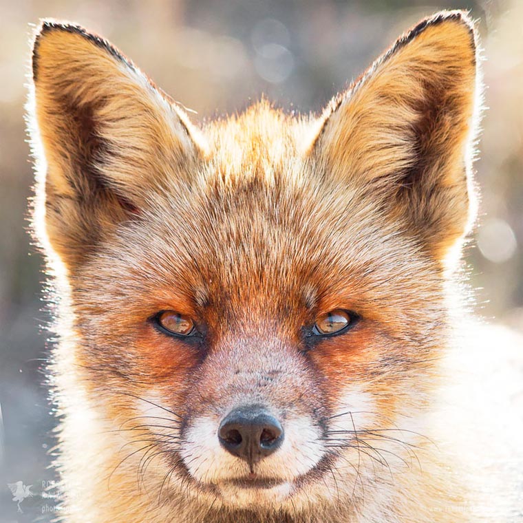Лики лис, Розелин Раимонд, Roeselien Raimond, Faces of Foxes