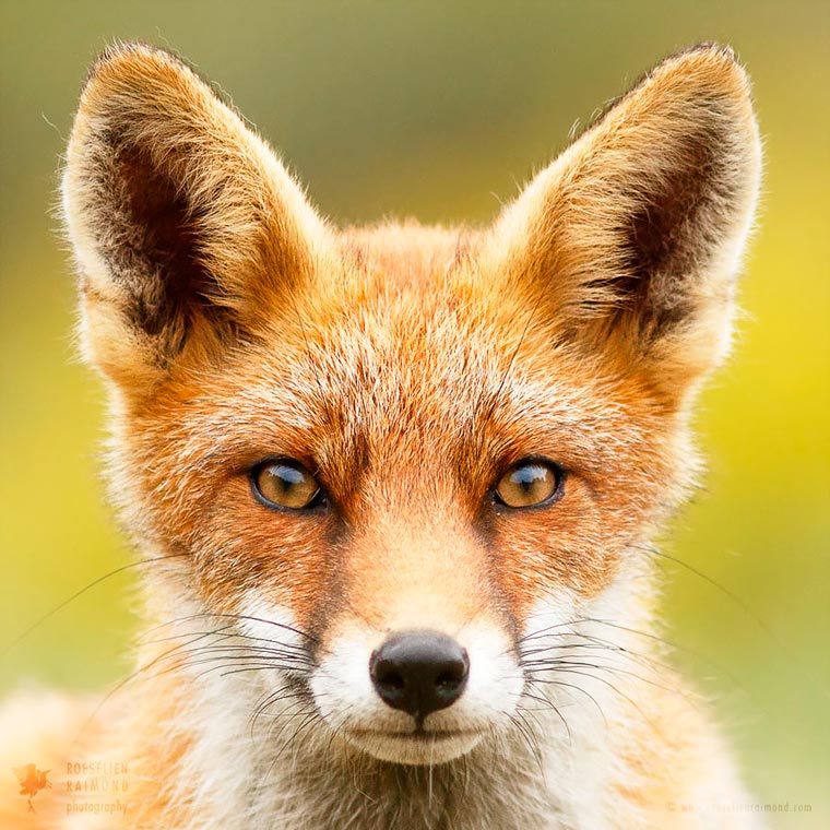 Лики лис, Розелин Раимонд, Roeselien Raimond, Faces of Foxes