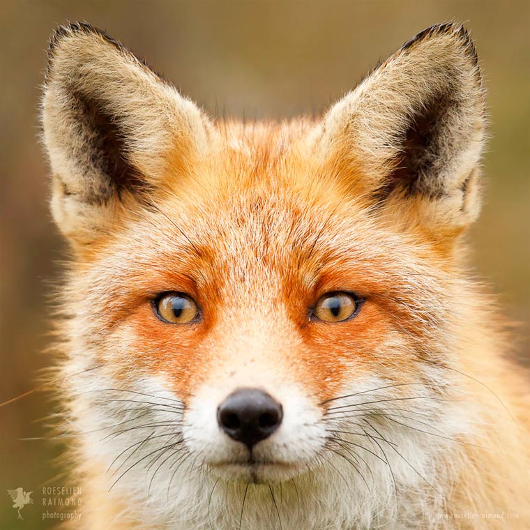 Лики лис, Розелин Раимонд, Roeselien Raimond, Faces of Foxes