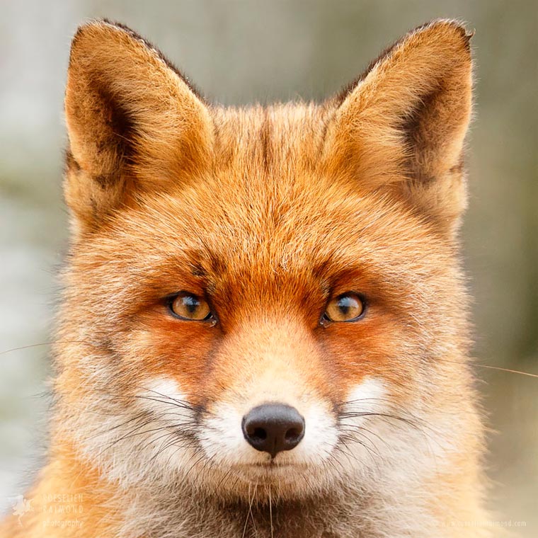 Лики лис, Розелин Раимонд, Roeselien Raimond, Faces of Foxes