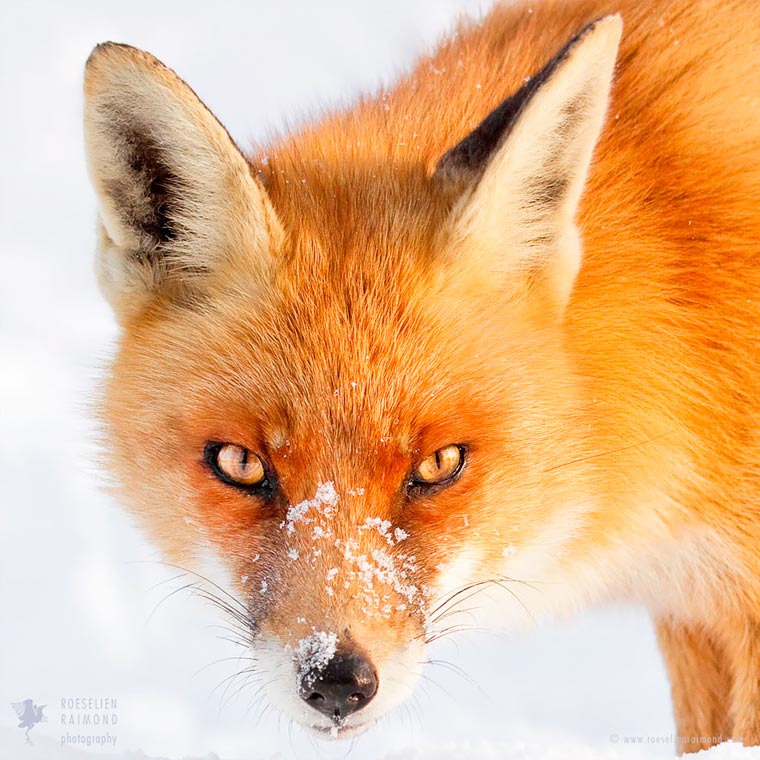 Лики лис, Розелин Раимонд, Roeselien Raimond, Faces of Foxes
