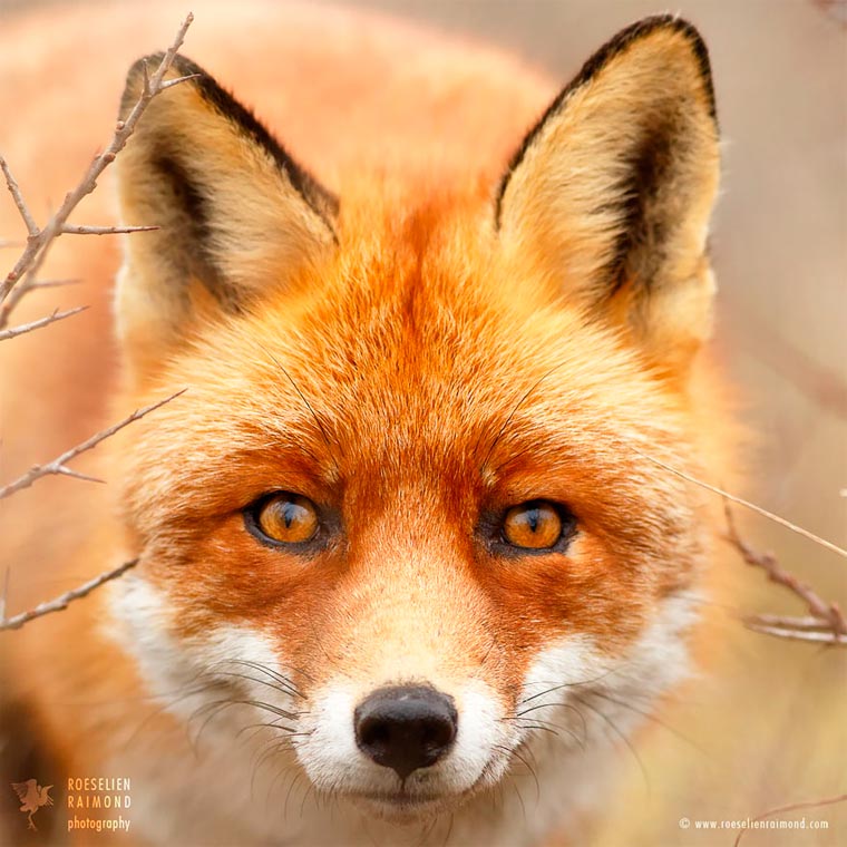 Лики лис, Розелин Раимонд, Roeselien Raimond, Faces of Foxes
