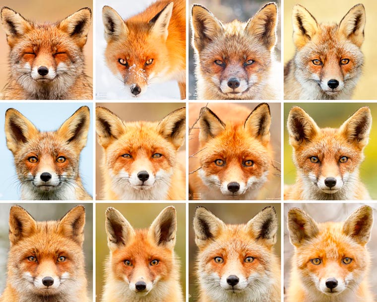Лики лис, Розелин Раимонд, Roeselien Raimond, Faces of Foxes