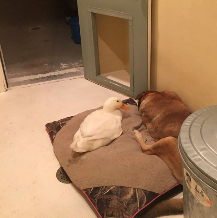 пёс тосковал на протяжении 2-х лет, утка спасла собаку