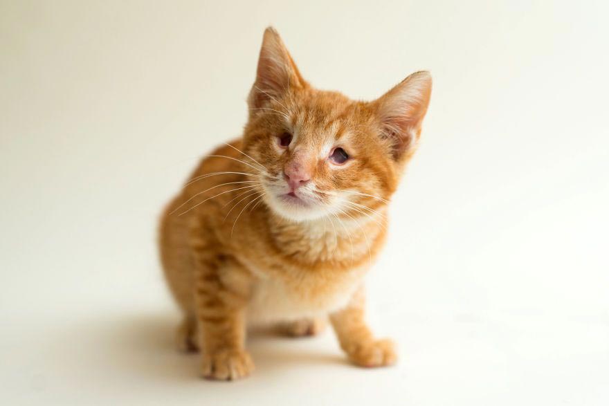 ImogenTheKitten, фотографии слепых кошек, слепые кошки