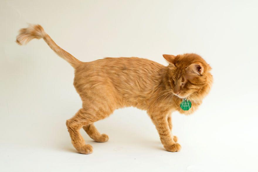 ImogenTheKitten, фотографии слепых кошек, слепые кошки