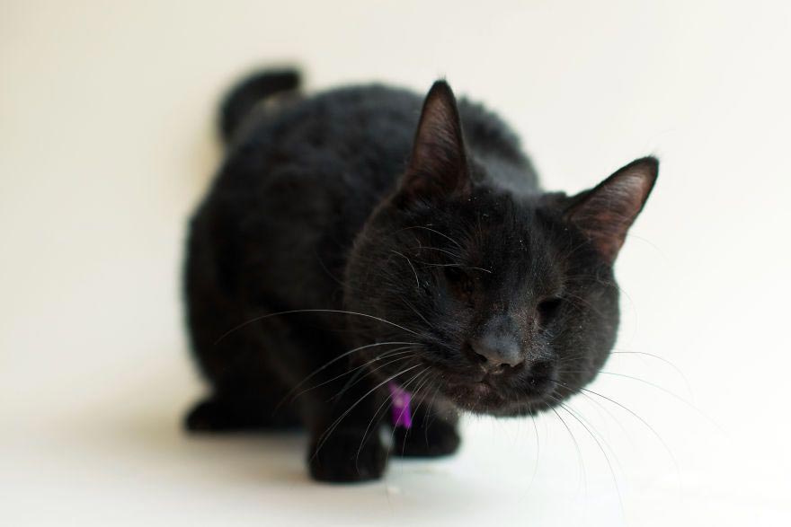 ImogenTheKitten, фотографии слепых кошек, слепые кошки