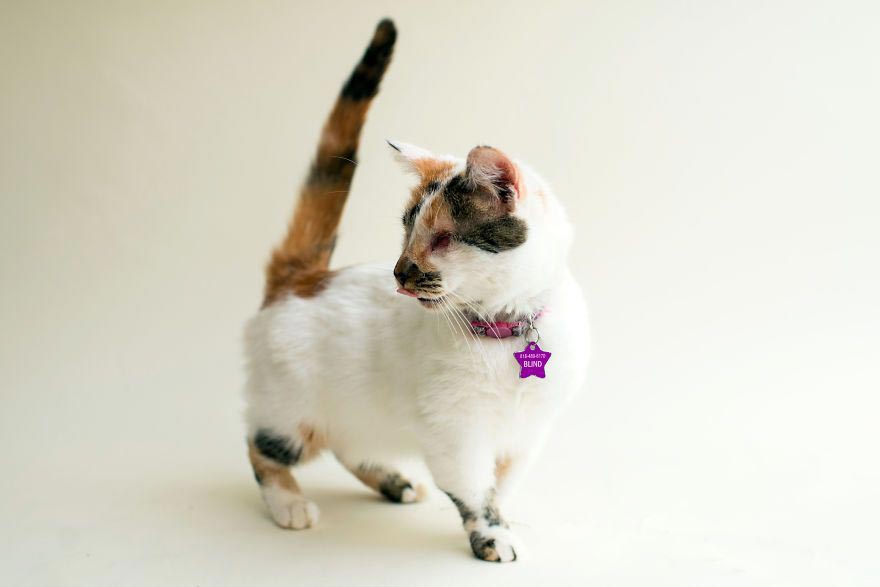 ImogenTheKitten, фотографии слепых кошек, слепые кошки