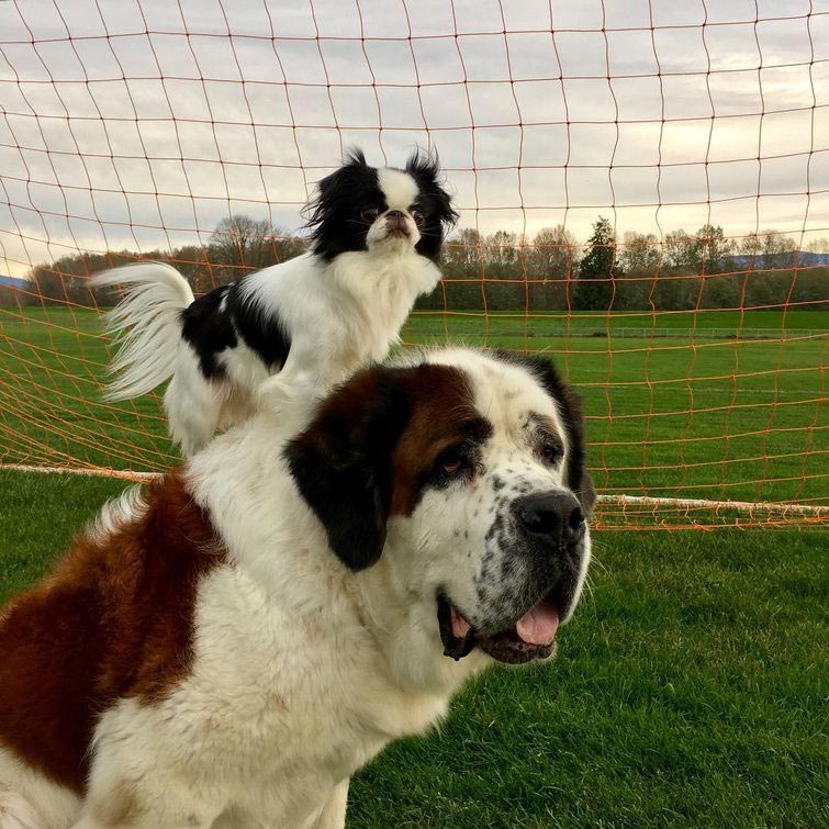 собака ездит на другой верхом, друзья собаки