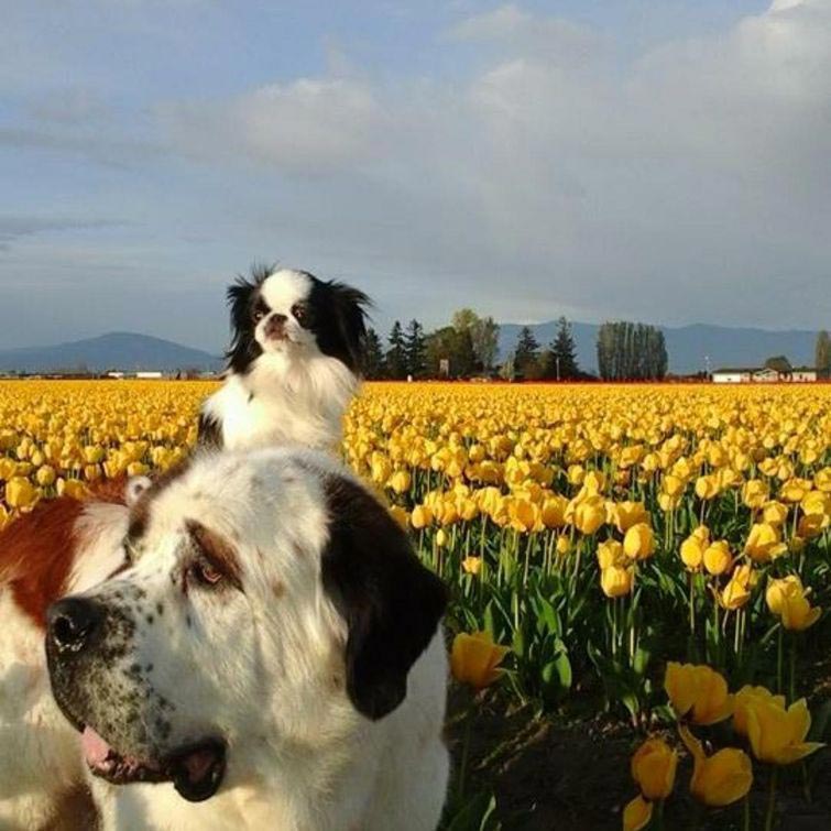 собака ездит на другой верхом, друзья собаки