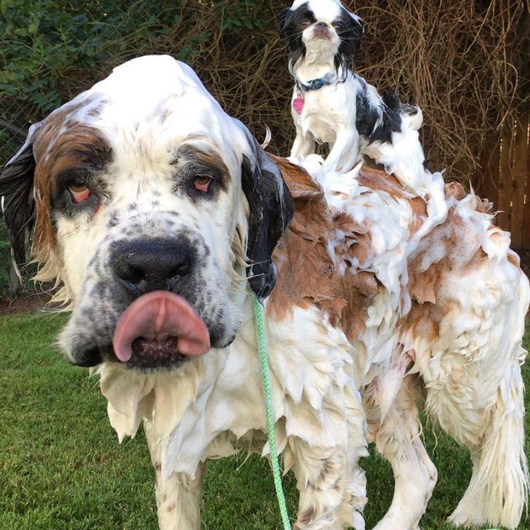 собака ездит на другой верхом, друзья собаки